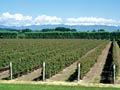Boysenberry orchard