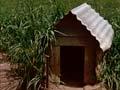 Kennel