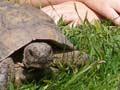 Tortoise encounter
