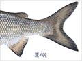 Whitefish