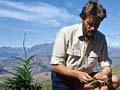 Controlling wilding pines