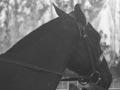 Horse and pony