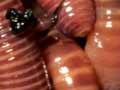 Tiger worms
