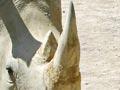 White rhinoceros