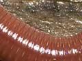 Megascolecid worm