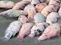 Dead koi carp