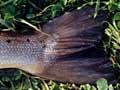 Atlantic salmon