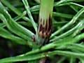 Field or common horsetail