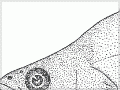Percidae features 