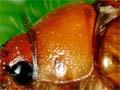 Grass grub