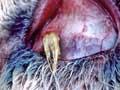 Barley grass eye damage