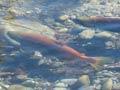 Sockeye salmon