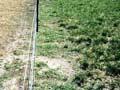Ryegrass endophyte