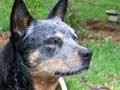 Australian cattle dog