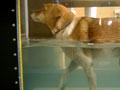 Dog hydrotherapy
