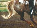 Appaloosa