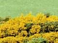 Gorse