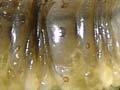 Porina caterpillar