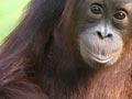 Orang-utans (1st of 4)