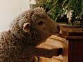 Pet sheep