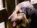 Bearded collie