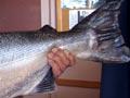 Chinook salmon