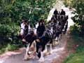 Pirongia Clydesdales