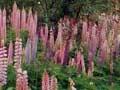 Lupins in the Arrow River bed