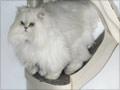 Cattery accommodation