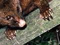Trapped possum
