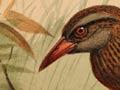 Weka