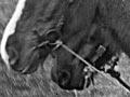 Horse and plough