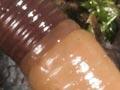 Mature worm