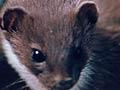 Weasel