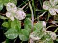 Clover flea damage