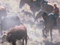 Mustering at Molesworth