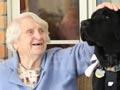 Therapy pet