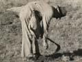 Laying phosphorised bait 