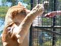Lion encounter