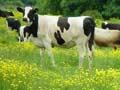 Giant buttercups