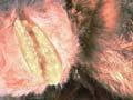 TB-infected possum