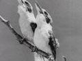 Movietone news kookaburra