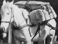 Packhorses