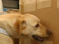 Drug dog at work