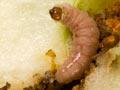 Codling moth caterpillar