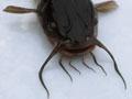 Catfish