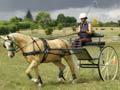 Palomino