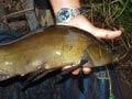 Tench