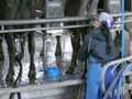 Rotary milking shed