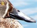 Australasian shoveler